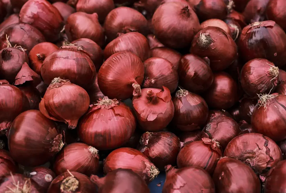 C&rsquo;est quoi les pickles ? Tout comprendre sur ces légumes fermentés