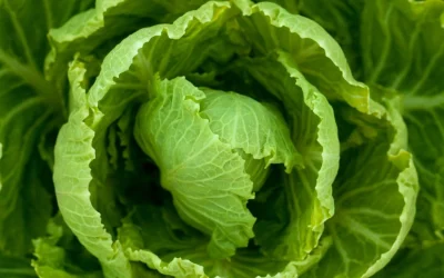 C&rsquo;est quoi les pickles ? Tout comprendre sur ces légumes fermentés